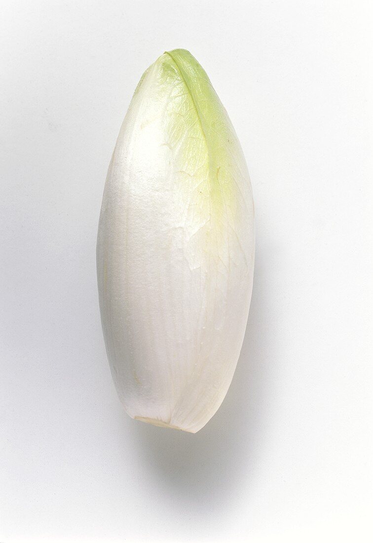 Belgian Endive