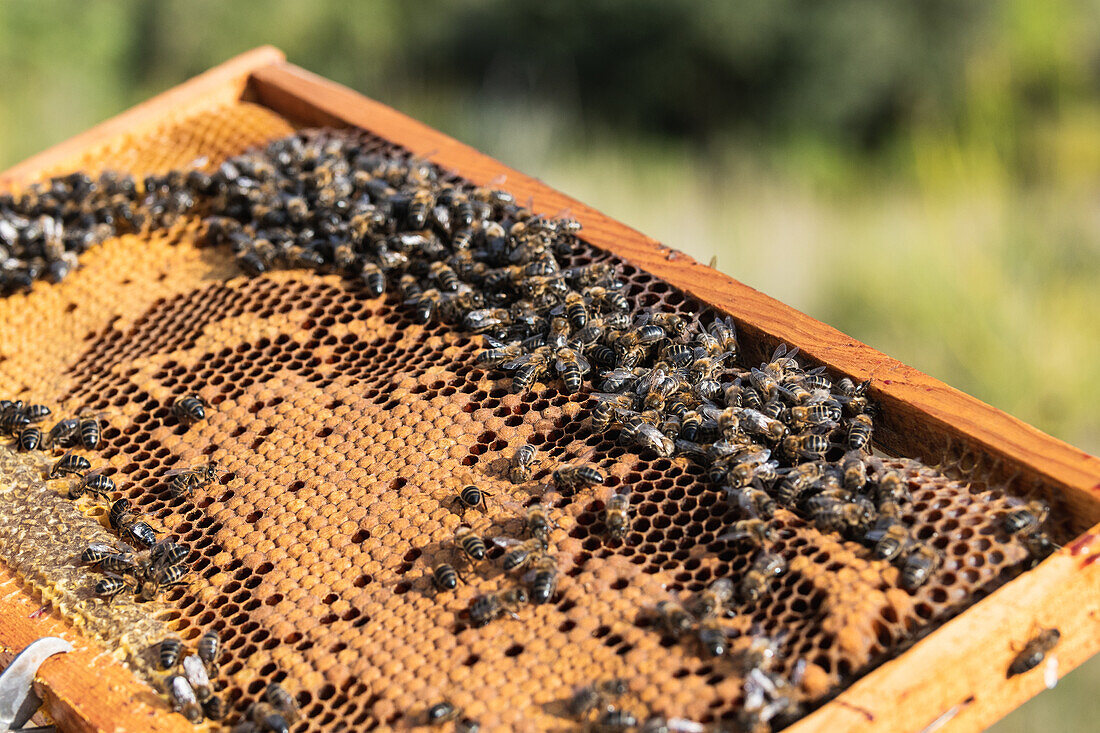 Top view closeup of many bees sitting on honeycomb in apiary in countryside