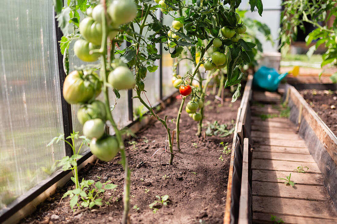 Lush green tomato plants with ripening fruit thrive in the warm, controlled environment of a sunlit greenhouse