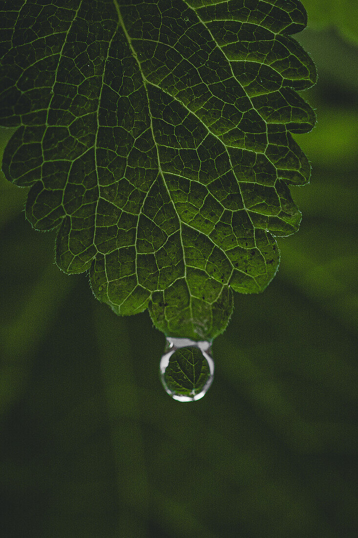 A single dewdrop suspends from the delicate veins of a lush green leaf, capturing the essence of nature's elegance.