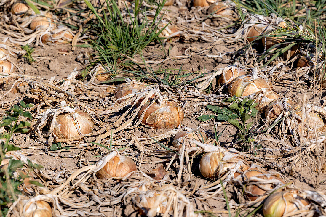 Reife Zwiebeln, die auf einem Feld in Kastilien-La Mancha in der Sonne trocknen, ein Beispiel für traditionelle landwirtschaftliche Praktiken.