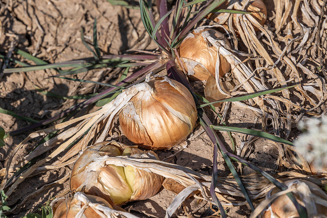 Reife Zwiebeln mit getrocknetem Laub warten in den fruchtbaren Böden von Kastilien-La Mancha auf die Ernte und zeigen die traditionelle Landwirtschaft.