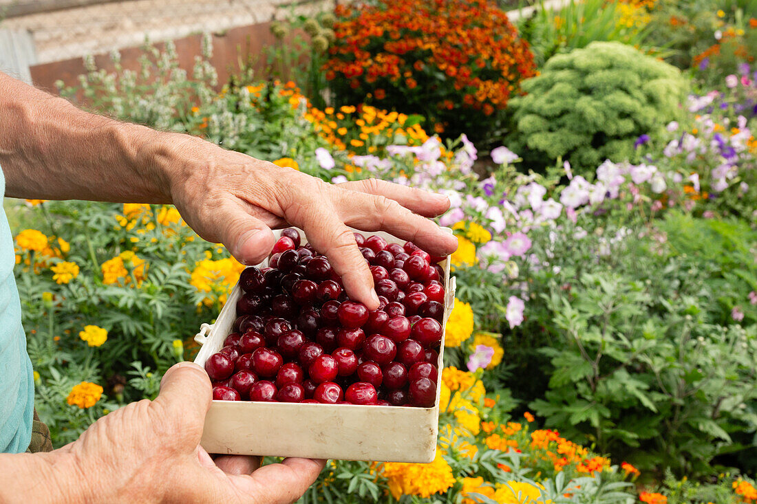 An individual is seen selecting ripe cherries from a container, set against a backdrop of a lively garden full of colorful flowers.