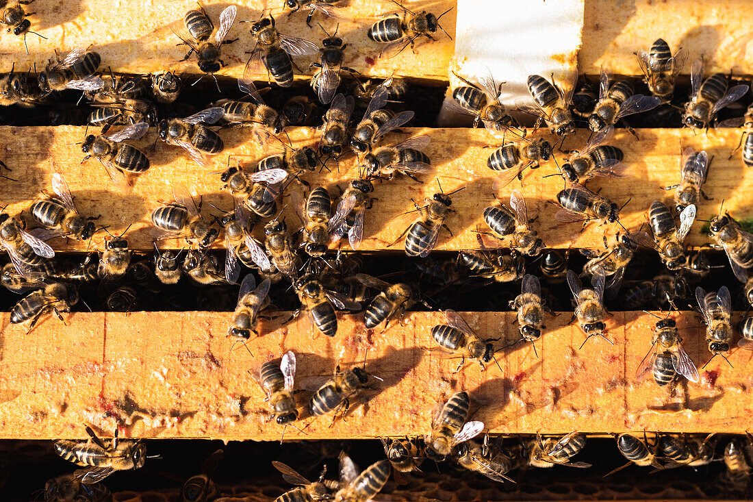 Von oben Nahaufnahme von vielen Bienen, die sich an einem sonnigen Tag in einem hölzernen Bienenstock versammeln