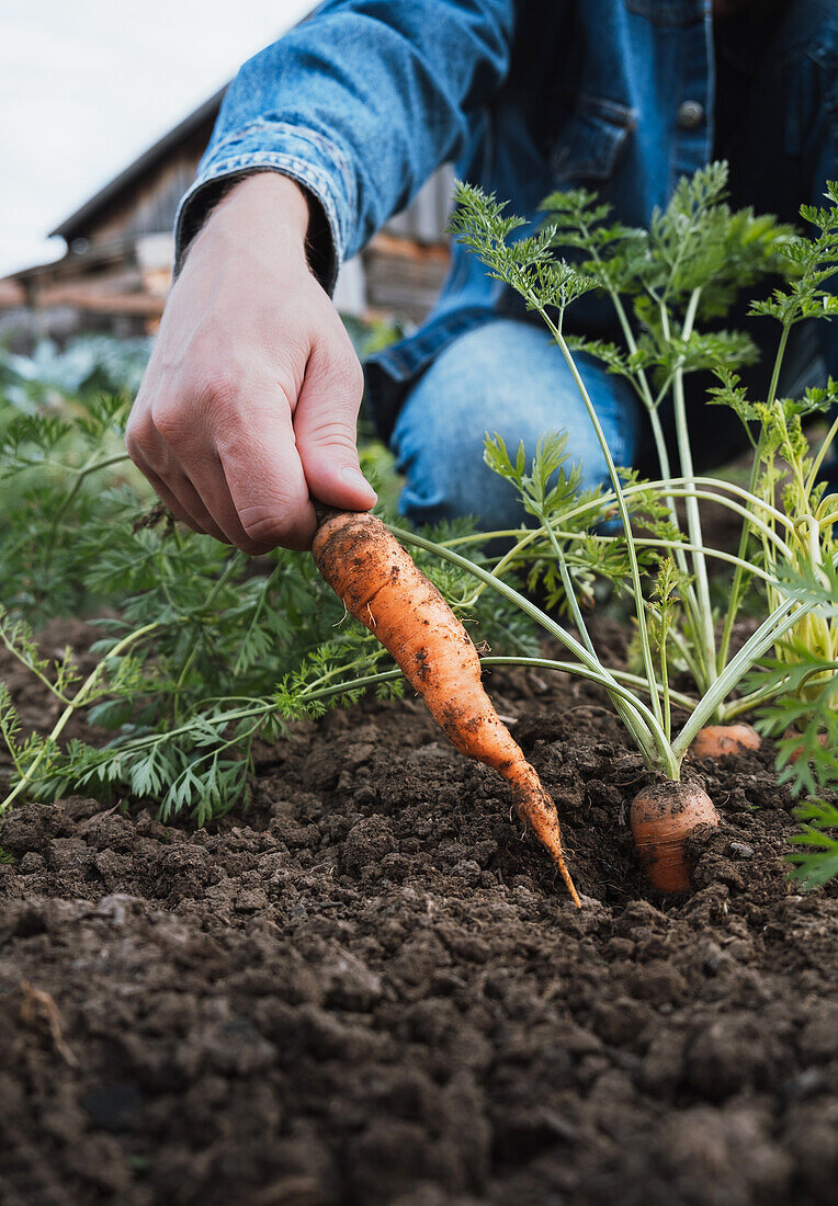 Ausgeschnittene, nicht erkennbare Person, die mit der Hand frische, mit Erde bedeckte Karotten aus einem üppigen Gartenbeet zieht, um selbst angebaute Produkte und nachhaltiges Leben zu illustrieren