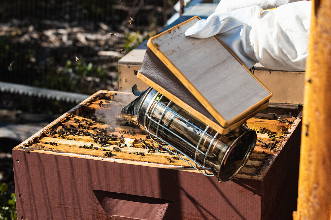 Bienenstock mit Bienen, die mit einem Metallräuchergerät in einem Bienenhaus an einem sonnigen Tag auf dem Lande geräuchert werden