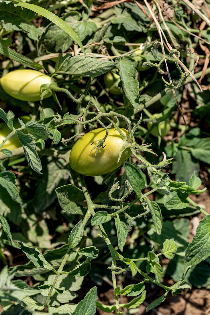 Leuchtend grüne Tomaten reifen in der warmen Sonne auf einem Bauernhof in Kastilien-La Mancha, der ein Beispiel für gesunde landwirtschaftliche Praktiken ist.