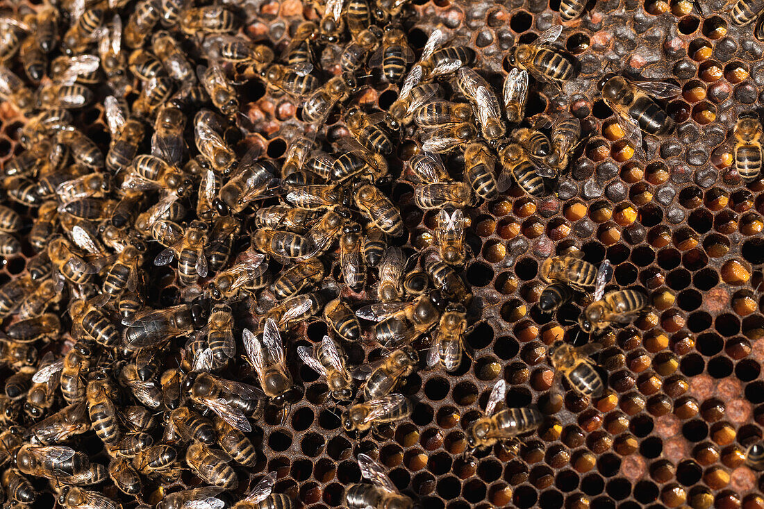 Top view closeup of many bees sitting on honeycomb in apiary in countryside