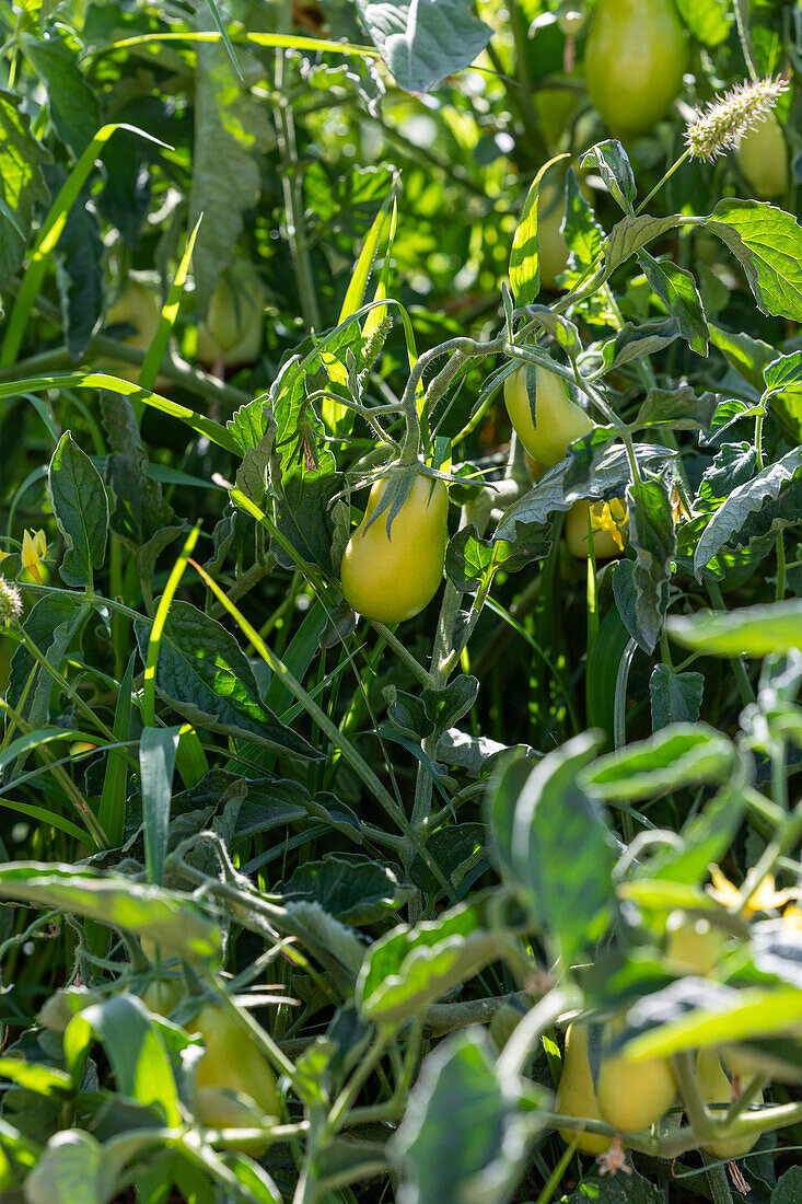 Yellow pear tomatoes ripening on the vine under the warm sun in a Castilla La Mancha farm.