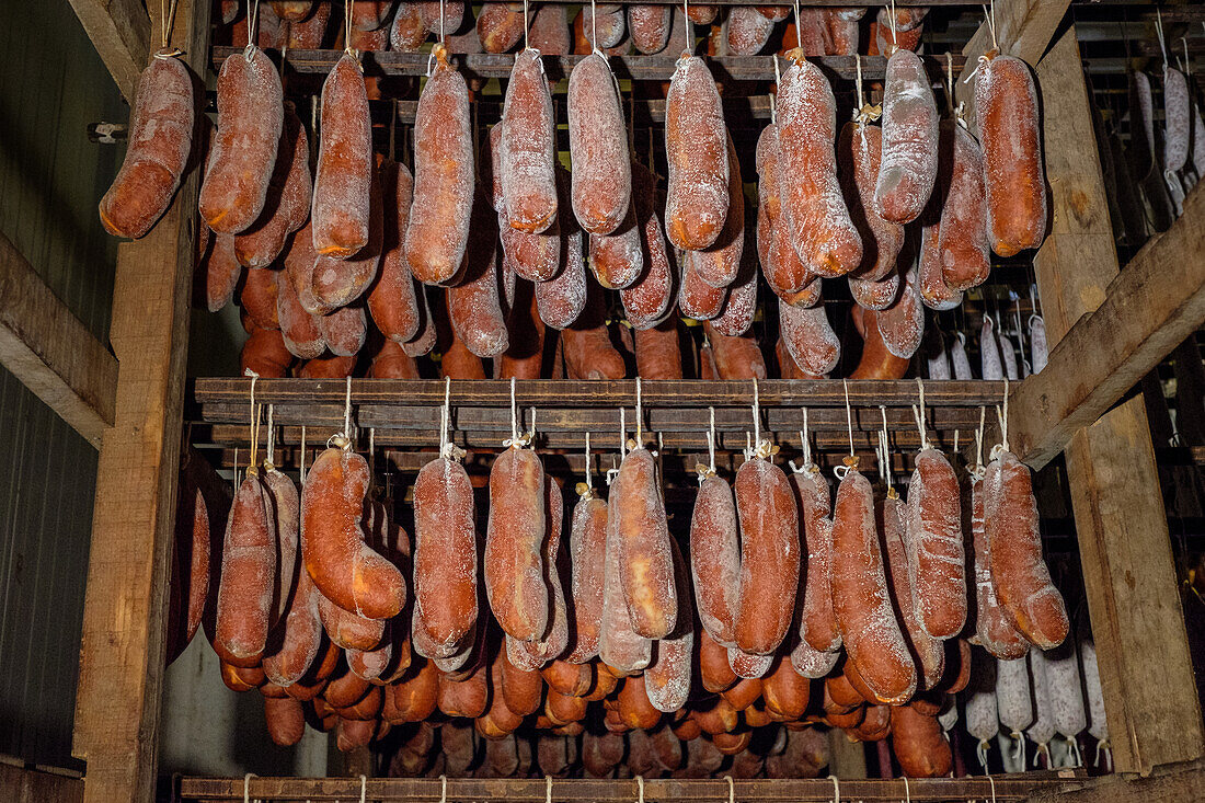 Racks of Sobrasada and other cured sausages aged in a traditional meat curing room, showcased in a rustic wooden setting with a focus on artisanal food processes.