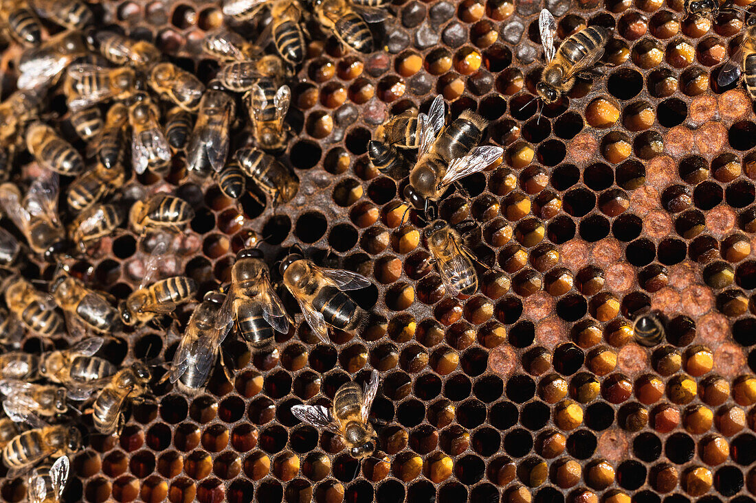 Nahaufnahme vieler Bienen, die auf einer Honigwabe in einem Bienenhaus auf dem Lande sitzen