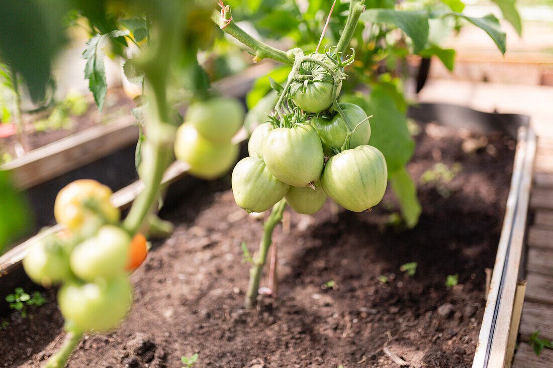 A cluster of unripe green tomatoes growing on a vine inside a greenhouse, showcasing organic agriculture