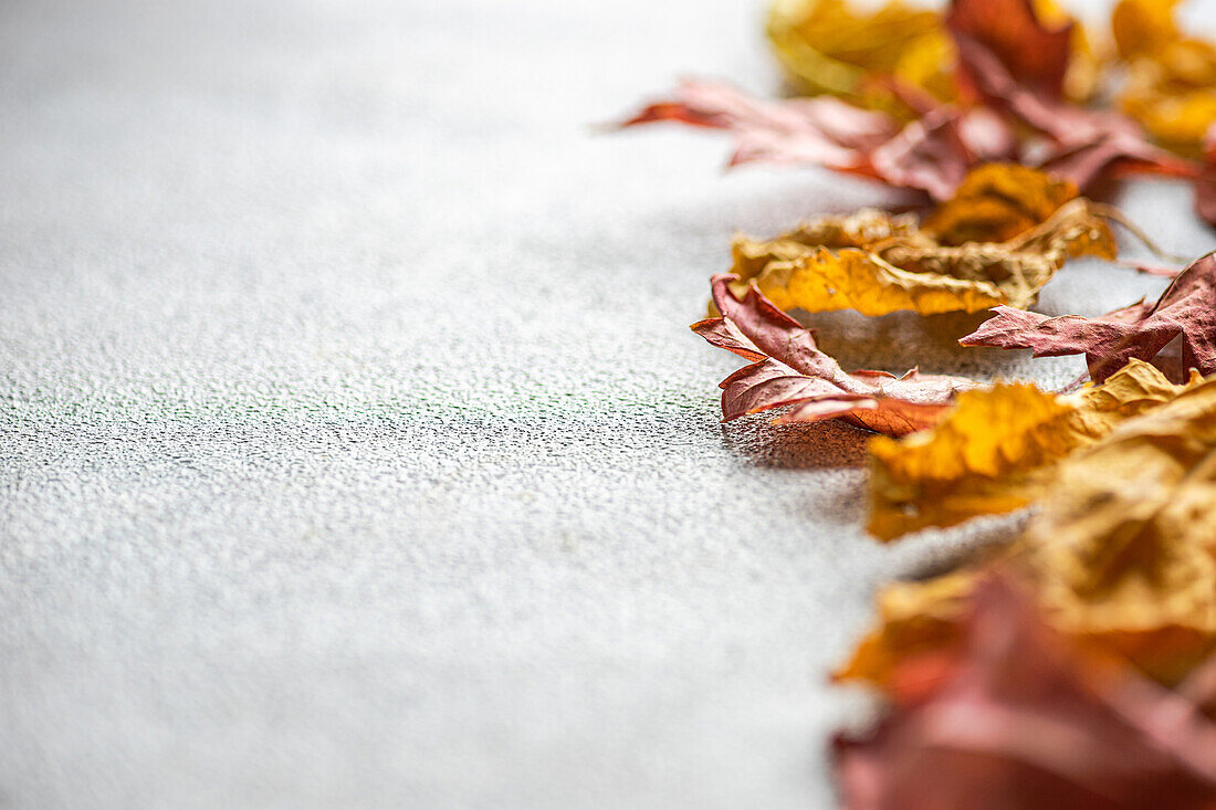 Ein beruhigendes Arrangement aus getrockneten, bunten Herbstblättern, die über einen strukturierten grauen Hintergrund verstreut sind und die Essenz des Herbstes einfangen