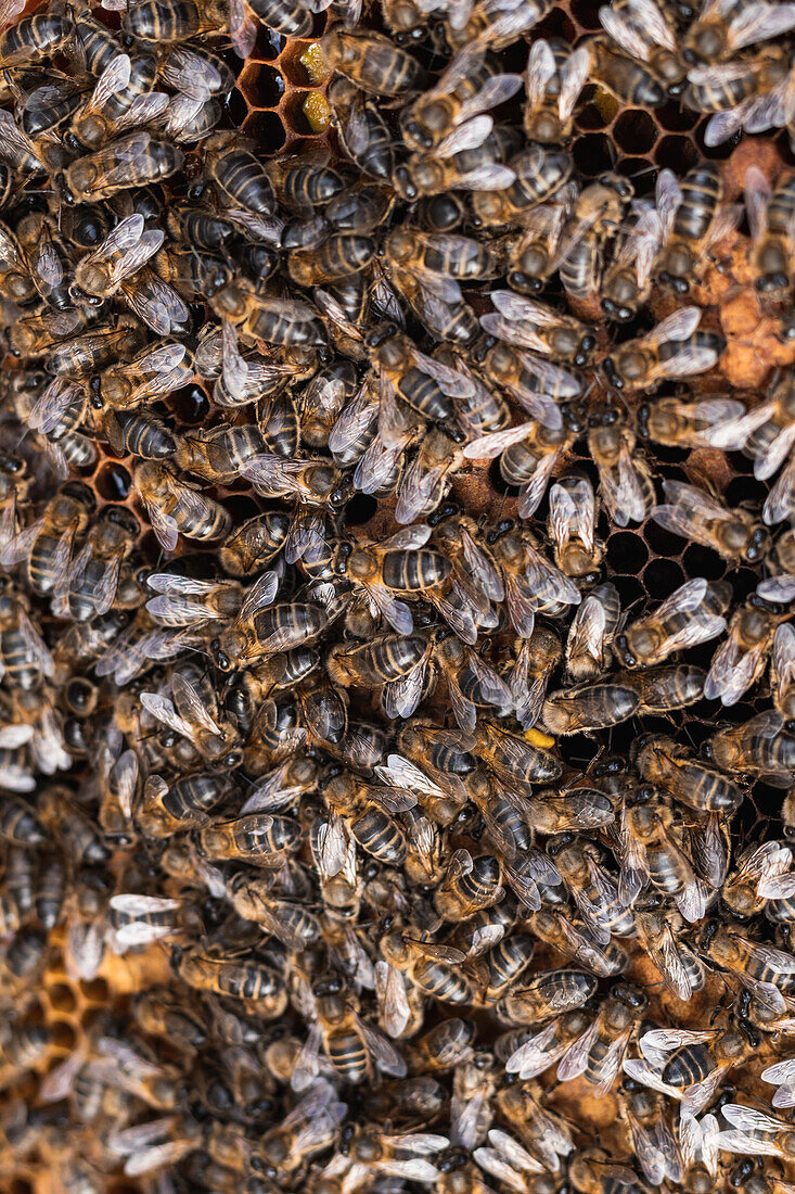 Top view closeup of many bees sitting on honeycomb in apiary in countryside