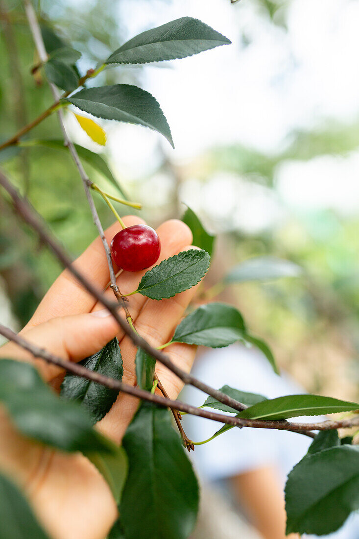 Close-up image capturing the moment a hand gently picks a shiny red cherry from a lush tree branch, set against a soft, blurred background