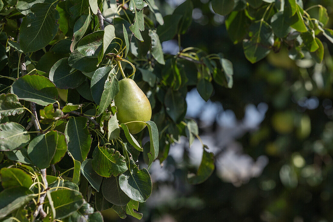 A single pear ripening on a tree, surrounded by lush green leaves, captured in the sunlight in Castilla La Mancha.