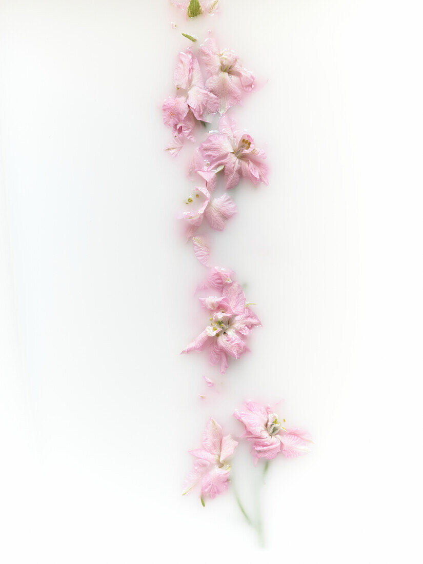 Elegant pink flowers gracefully aligned in a vertical sequence against a pristine white background, imparting a soft, serene ambiance ideal for design accents and thematic visuals