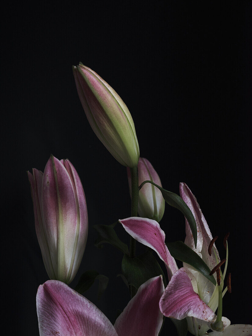 Eine künstlerische Nahaufnahme von rosa Lilienblüten mit ungeöffneten Knospen und Blüten vor einem tiefschwarzen Hintergrund Dieses Bild hebt die zarten Strukturen und subtilen Farbvariationen der Blütenblätter hervor