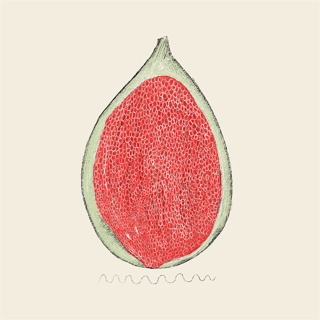 Hand-drawn illustration of a ripe fig cross-section, highlighting the intricate seed texture and vibrant red flesh against a neutral background.