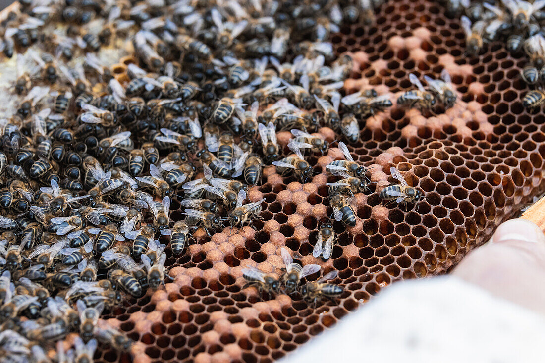 Nahaufnahme von oben von vielen Bienen, die auf einer Honigwabe in einem Bienenhaus auf dem Lande sitzen