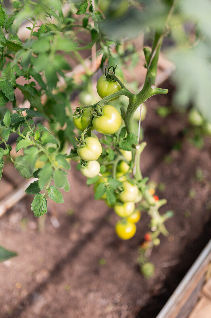 A close-up shot of green and yellow organic tomatoes growing on a vine inside a sunlit greenhouse with rich soil