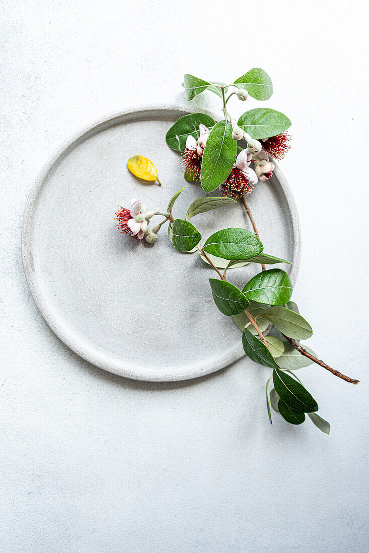 Draufsicht auf einen stilvollen, minimalistisch gedeckten Tisch mit Feijoa, einer einzigartigen, in Brasilien beheimateten Frucht, die mit ihren Blättern und Blüten kunstvoll auf einem schlichten, runden Keramikteller angerichtet ist