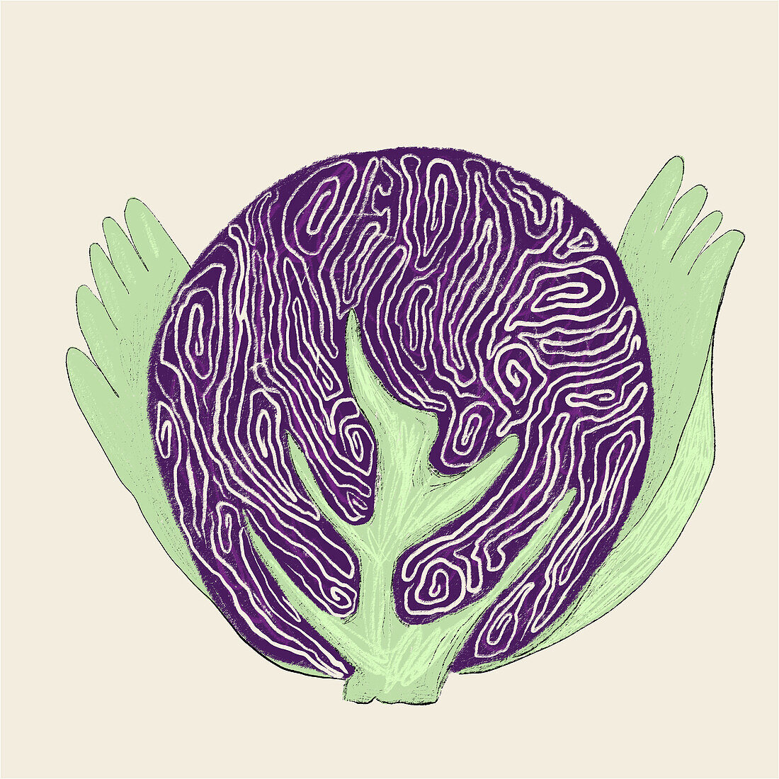 An artistic depiction of a vivid red cabbage, emphasizing the natural patterns and textures of the vegetable.