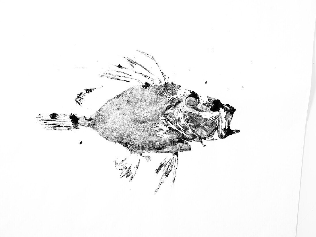 John Dory fish imprint made with black ink on rice paper in gyotaku art technique