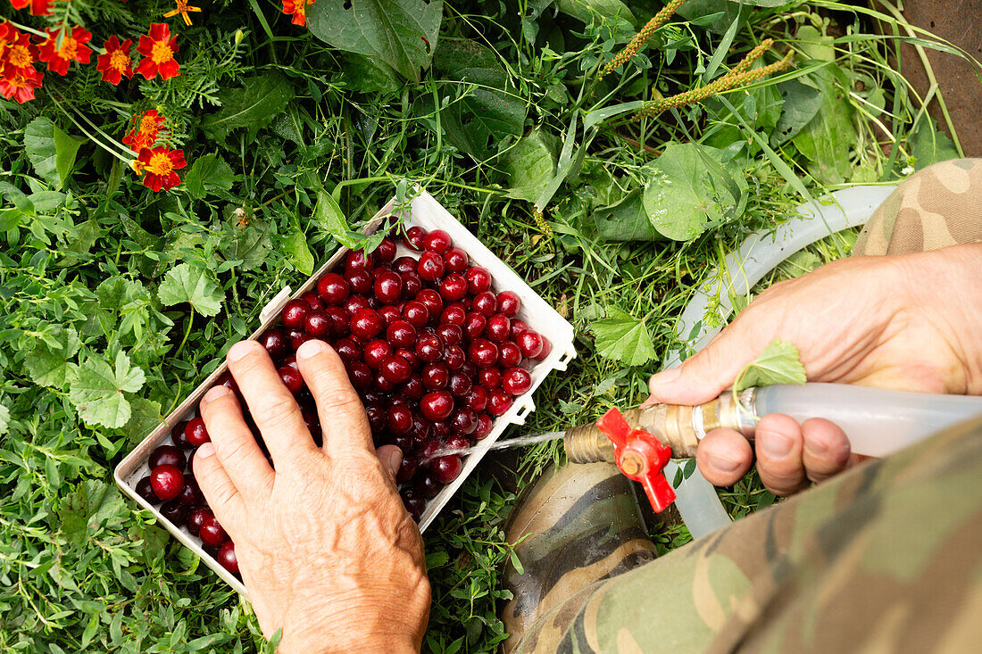 A person's hand is seen picking ripe red cherries placed in a white basket on green grass, next to a running water hose.