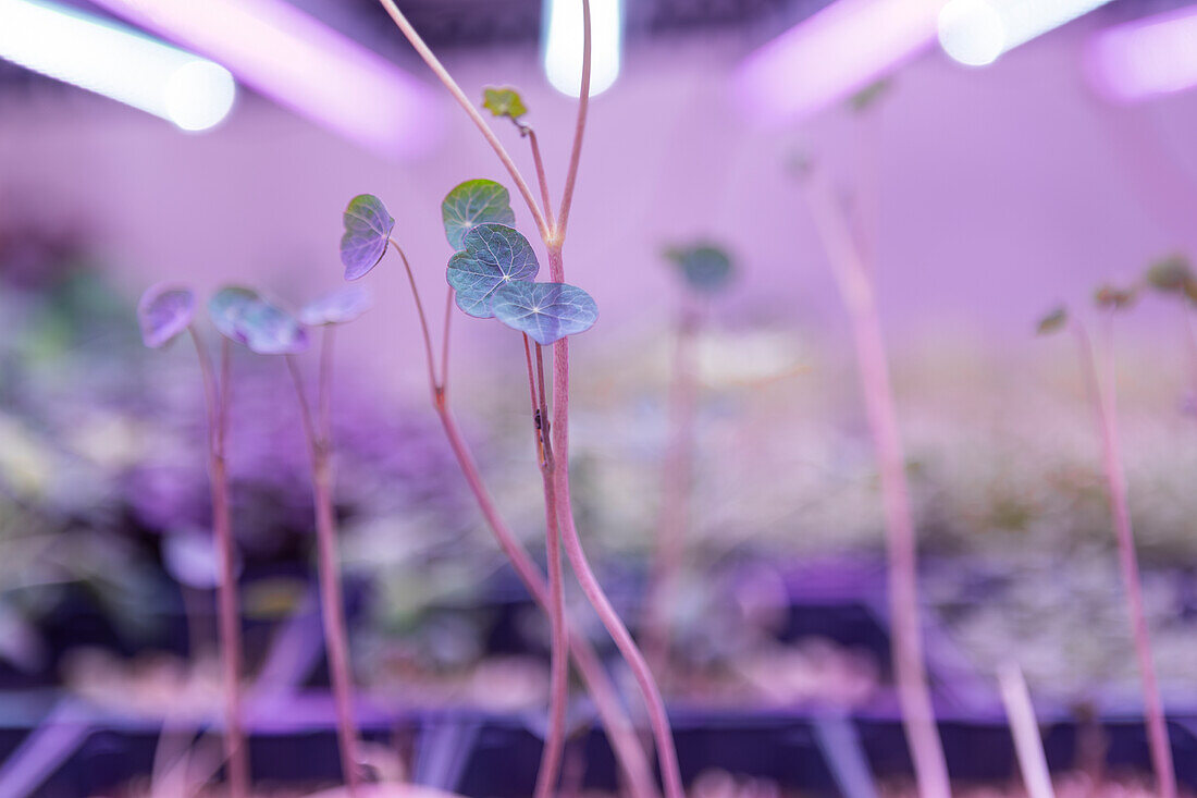 Close-up image of delicate microgreens with translucent leaves growing under a purple-hued artificial light in a controlled indoor setting