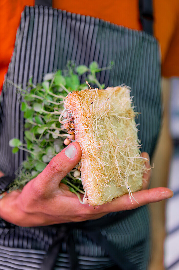 A man in an orange and striped apron holds a block of sprouted microgreens, emphasizing the importance of fresh produce in culinary arts