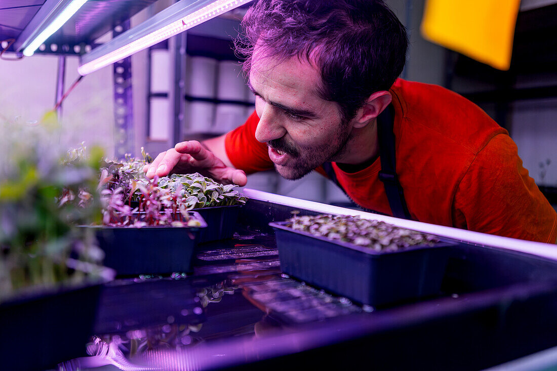 A detailed image of a male farmer carefully inspecting young microgreens under LED lights in an indoor farm setting