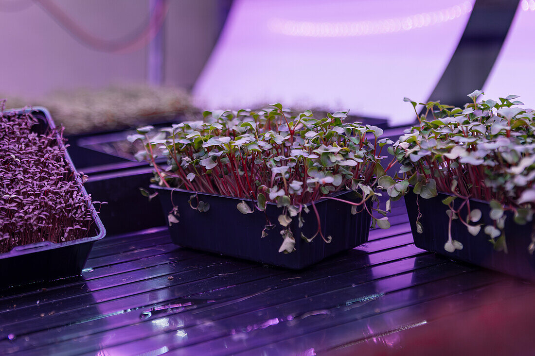 Trays of vibrant microgreens flourishing indoors under purple LED lighting, highlighting the trend of urban farming and sustainable agriculture practices