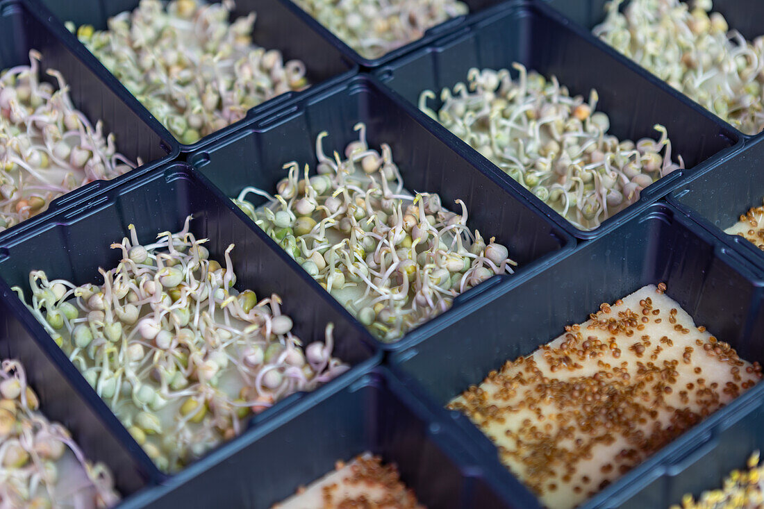 Organized trays filled with fresh microgreens await growth in an urban indoor garden