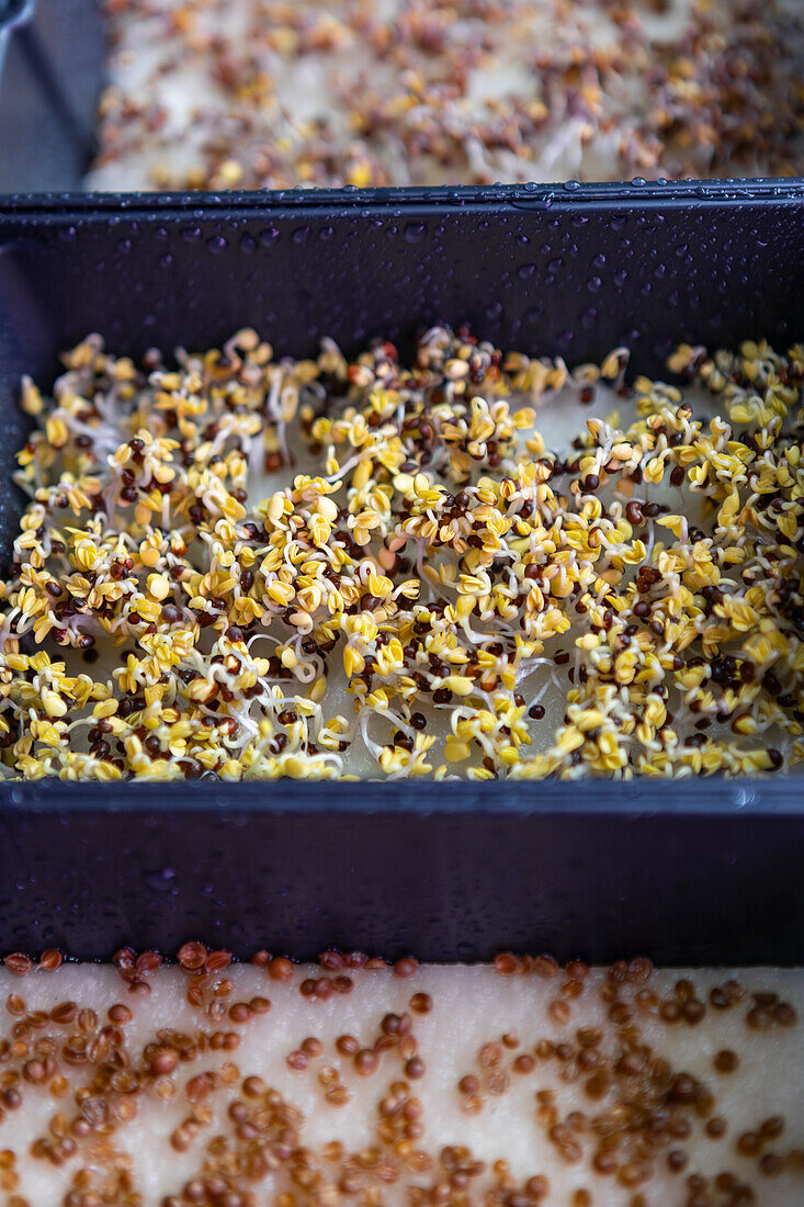 Close-up view of sprouting microgreens in a tray, showcasing the early growth stage of the delicate plants with visible moisture droplets