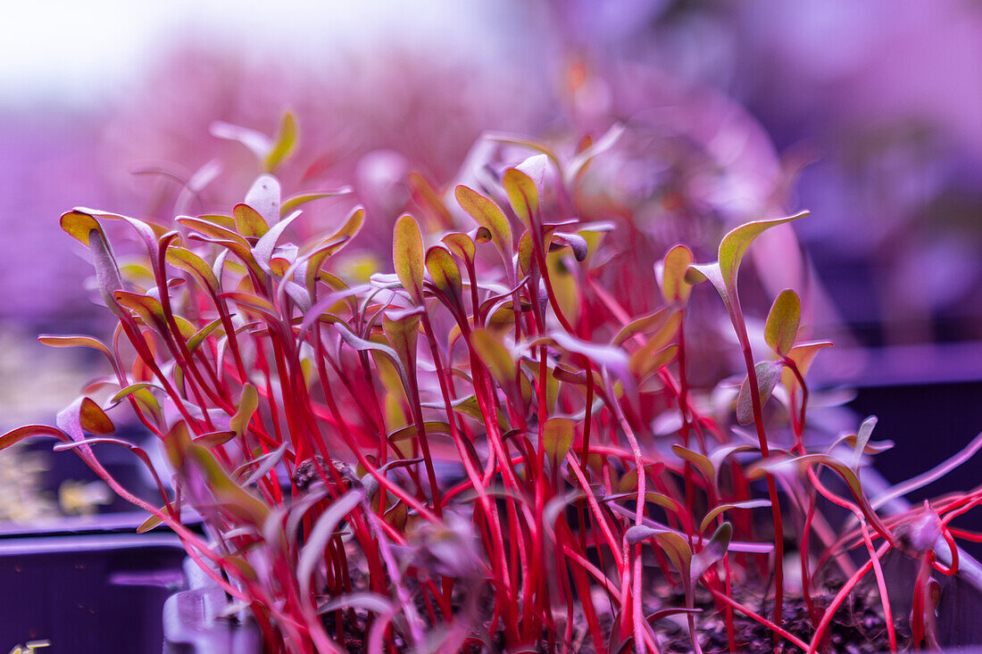 Close-up shot capturing the lush, vibrant growth of microgreens bathed in an enchanting purple light The vivid red roots and delicate green leaves contrast beautifully against the soft lighting