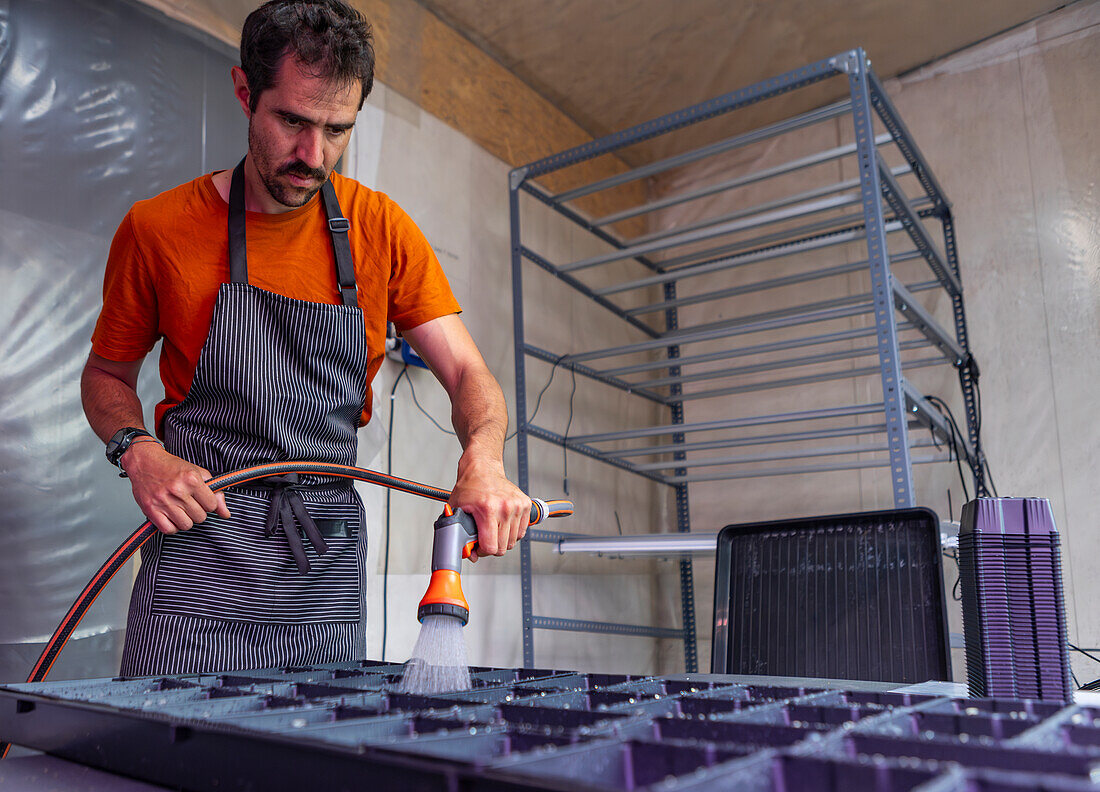 A focused urban farmer in an orange shirt and striped apron carefully waters microgreen trays inside a modern, metallic greenhouse