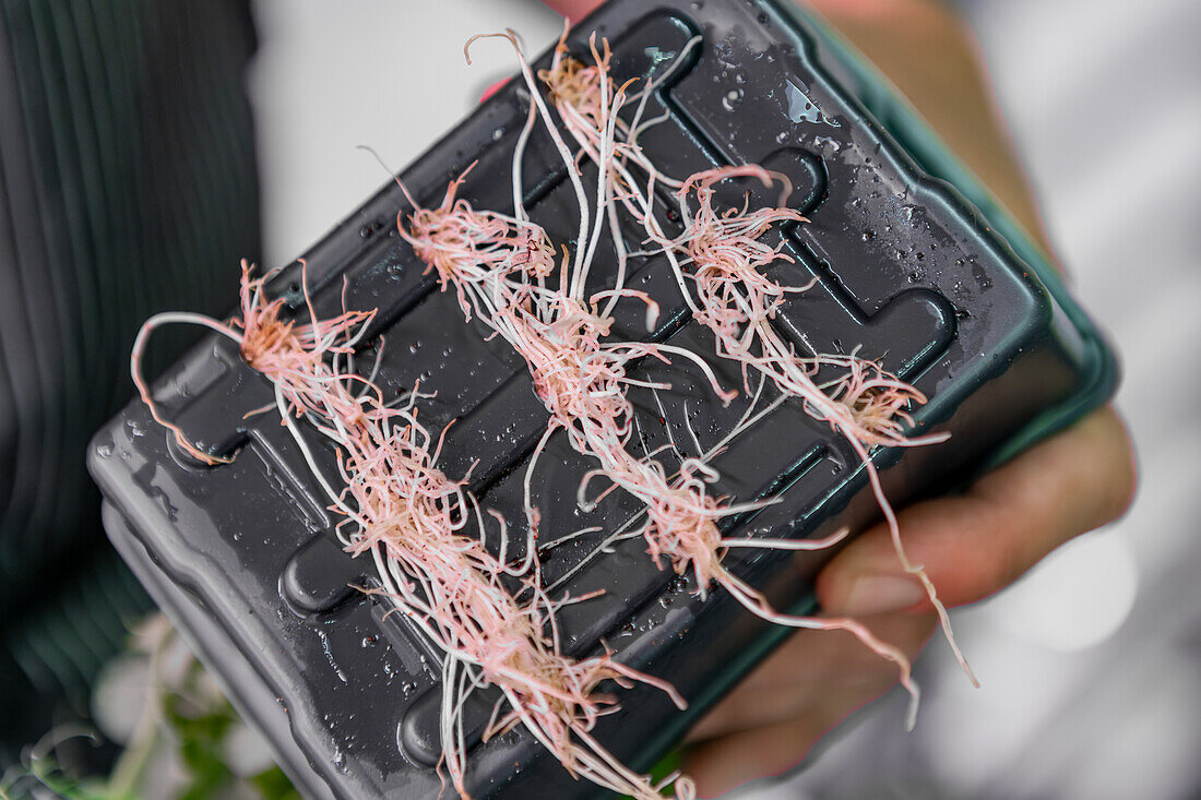 A close-up view of a gardener holding a black plastic container with freshly harvested microgreens, showing delicate pink roots and fresh sprouts