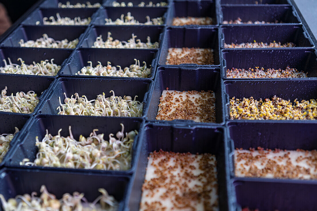 Trays filled with microgreens at different growth stages, showcasing sprouts from seeding to early leaf development, arranged in rows