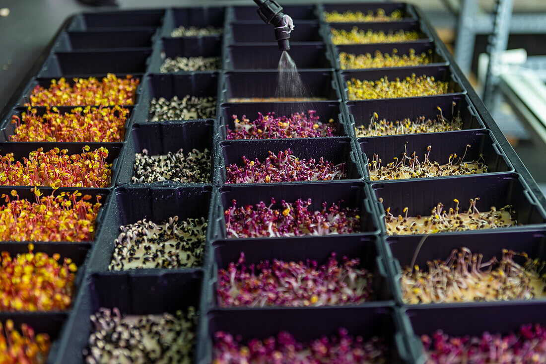 A close-up view of vibrant, different-colored microgreens being watered in neatly arranged black trays inside a controlled environment