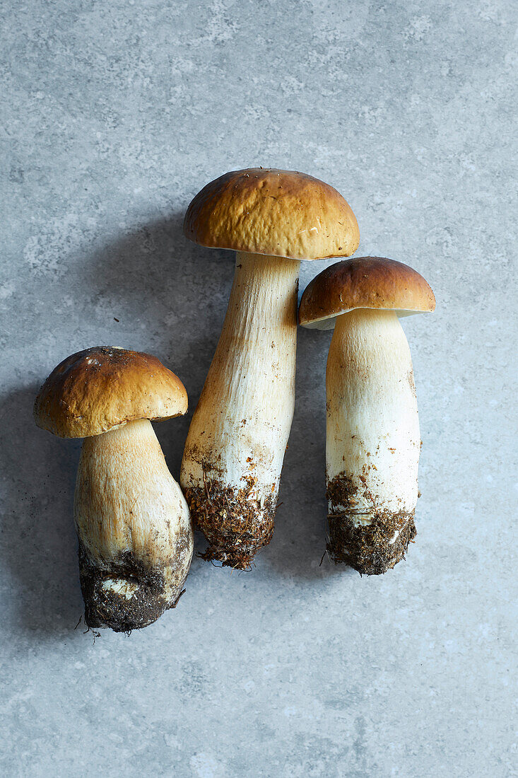 Top view of three fresh porcini mushrooms on a grey background