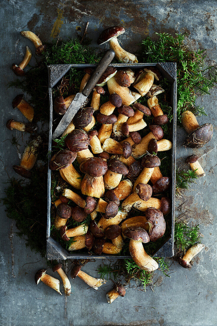 Frisch gesammelte Steinpilze in einer Holzkiste auf einem Metallhintergrund mit Moos