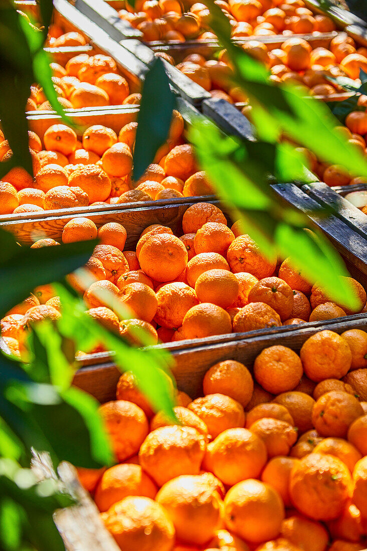 Mandarin-Orangen verpackt in Holzkisten