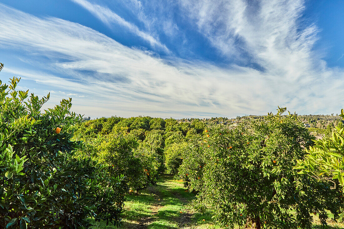 Mandarin Orange Orchard Treetops with Blue Sky