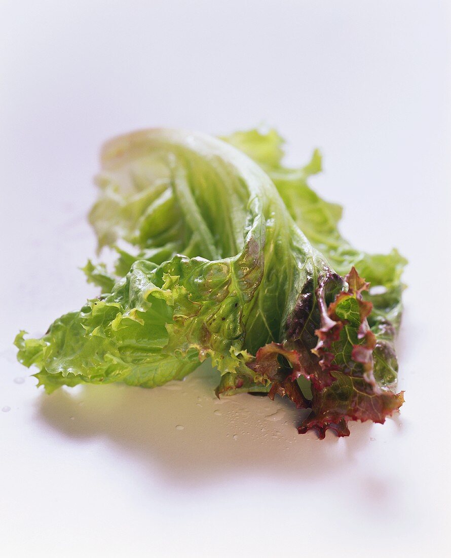 Blatt vom Lollo Rosso Salat