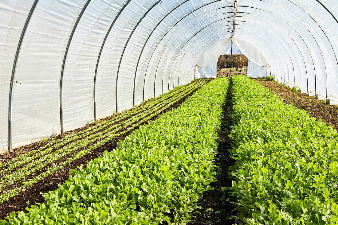 Growing rocket in a salad tunnel