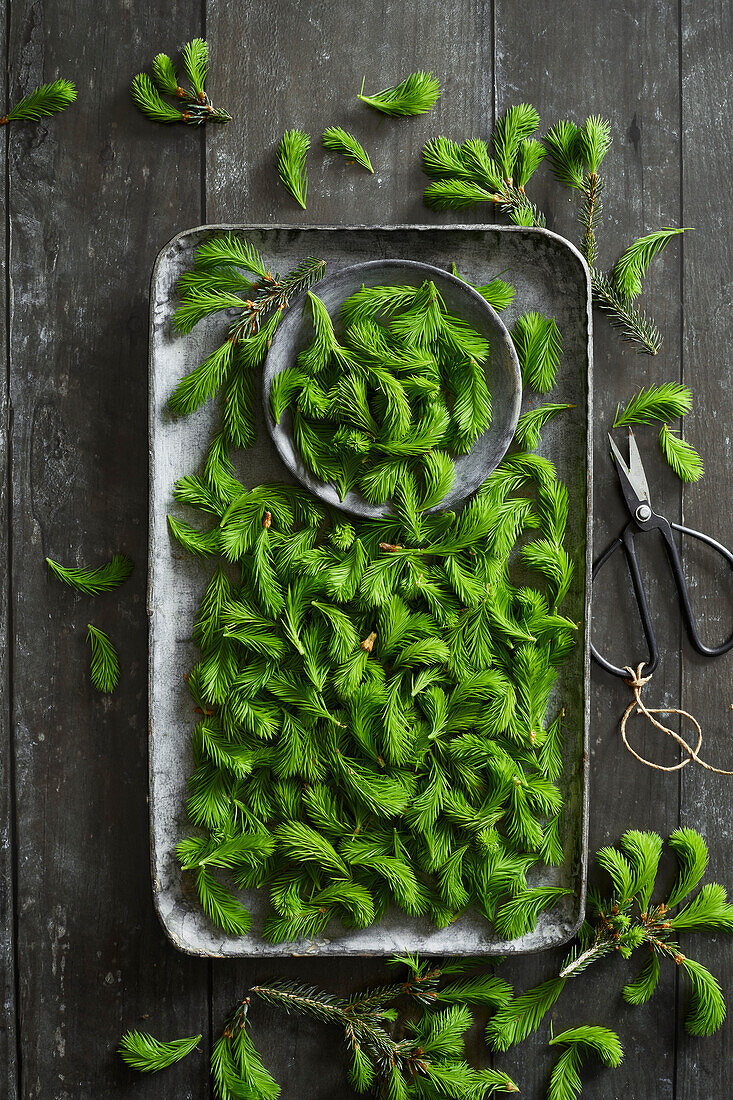 Freshly picked fir tips greens