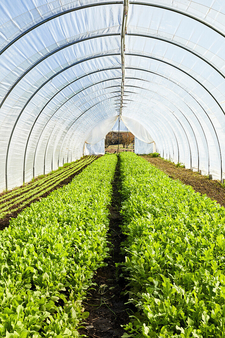 Rucola wächst in einem Salattunnel