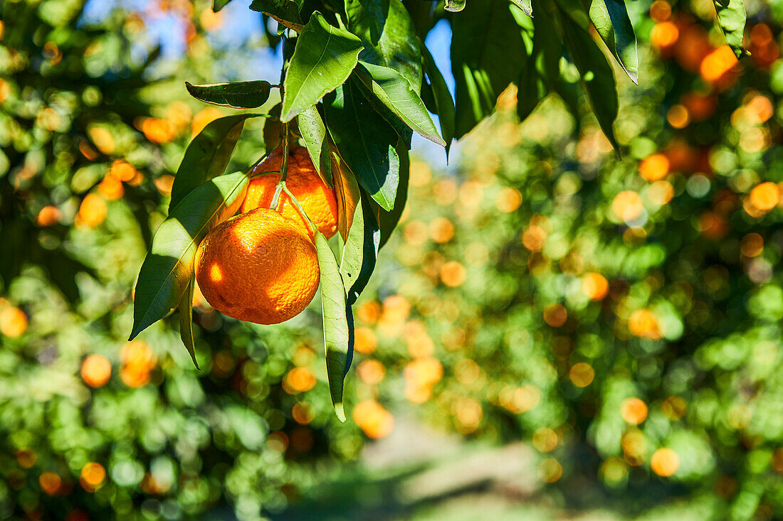 Close-up of mandarin oranges on a tree