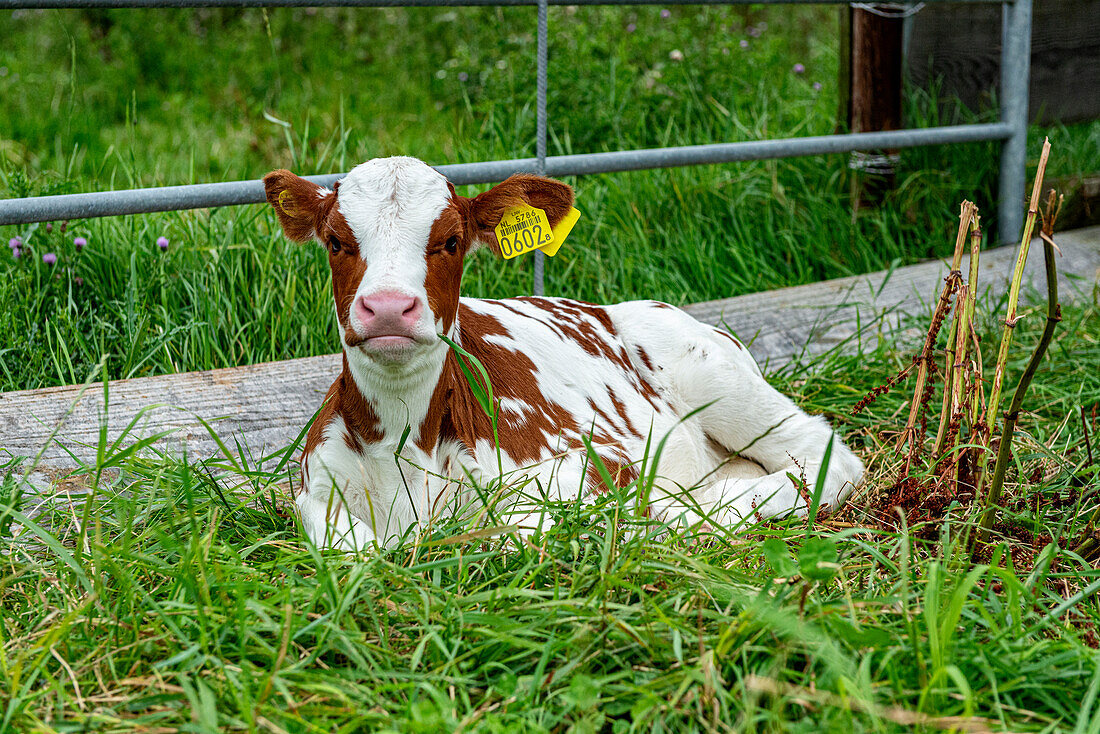 Damit erwachsene Kühe auf dem schwimmenden Bauernhof Milch produzieren können, müssen sie jedes Jahr ein Kalb zur Welt bringen. Rotterdam, Niederlande.